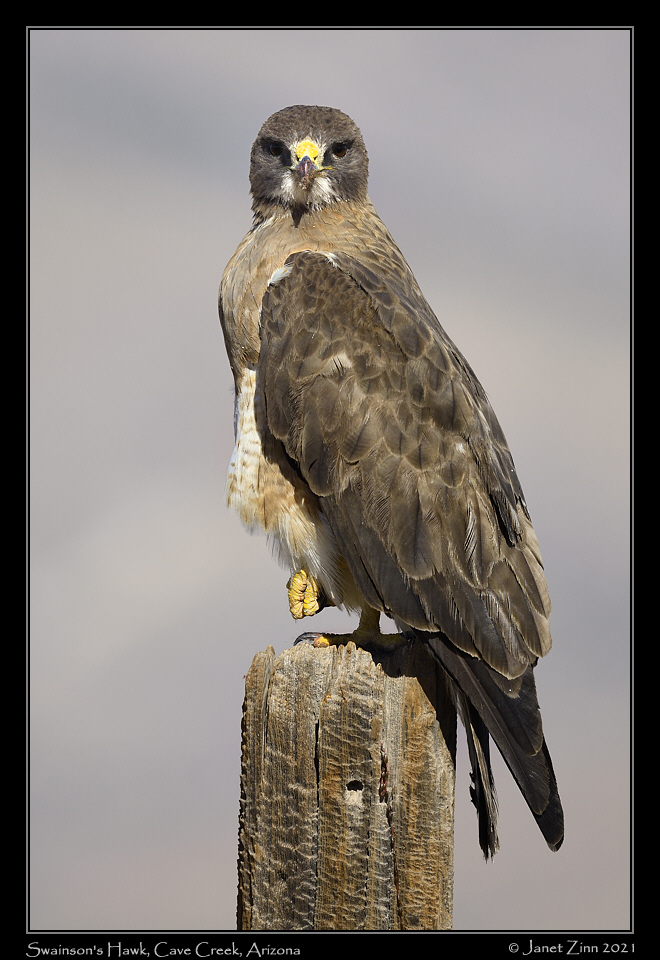 swainsons_hawk_JZ8_4427a