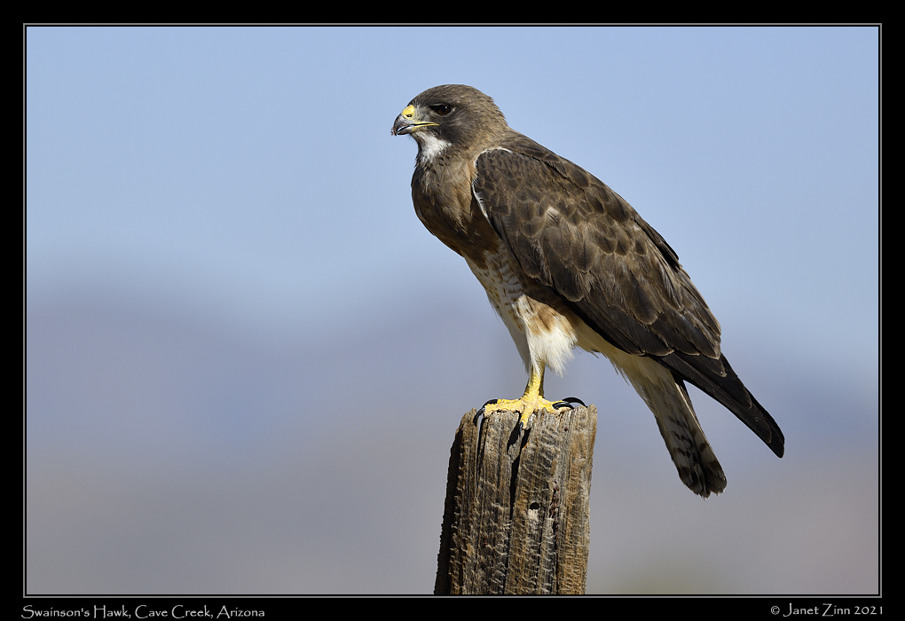 swainsons_hawk_JZ8_4441a