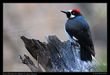  Acorn Woodpecker � Janet Zinn