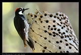  Acorn Woodpecker � Janet Zinn