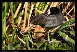  American Coot � Janet Zinn