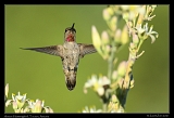  Anna's Hummingbird � Janet Zinn