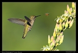  Anna's Hummingbird � Janet Zinn