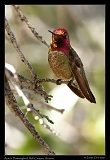  Anna's Hummingbird � Janet Zinn