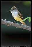  Ash-throated Flycatcher � Janet Zinn