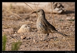  Bendire's Thrasher � Janet Zinn