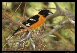  Black-headed Grosbeak � Janet Zinn