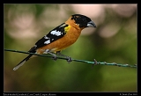 Black-headed Grosbeak � Janet Zinn