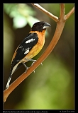  Black-headed Grosbeak � Janet Zinn