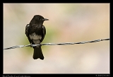  Black Phoebe � Janet Zinn