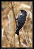  Black-tailed Gnatcatcher � Janet Zinn