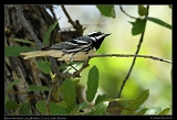  Black-throated Grey Warbler � Janet Zinn
