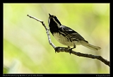  Black-throated Grey Warbler � Janet Zinn