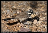  Black-throated Sparrow � Janet Zinn