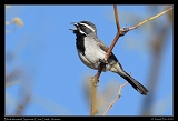  Black-throated Sparrow � Janet Zinn