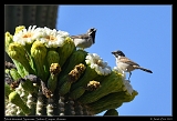  Black-throated Sparrows on Saguaro � Janet Zinn