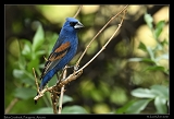  Blue Grosbeak � Janet Zinn