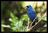  Blue Grosbeak � Janet Zinn