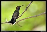  Blue-throated Mountain Gem � Janet Zinn