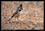 Bridled Titmouse � Janet Zinn