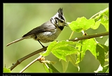  Bridled Titmouse � Janet Zinn