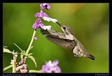  Broad-billed Hummingbird (immature) � Janet Zinn