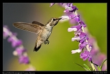  Broad-billed Hummingbird (immature) � Janet Zinn