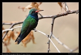  Broad-billed Hummingbird � Janet Zinn