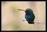  Broad-billed Hummingbird � Janet Zinn