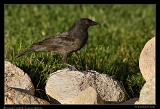  Bronzed Cowbird � Janet Zinn