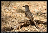  Brown-crested Flycatcher � Janet Zinn