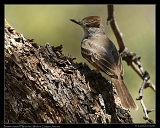  Brown-crested Flycatcher � Janet Zinn