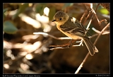  Buff-breasted Flycatcher � Janet Zinn