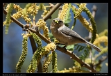  Bushtit � Janet Zinn
