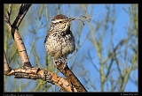  Cactus Wren � Janet Zinn