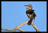  Cactus Wren � Janet Zinn