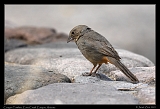  Canyon Towhee � Janet Zinn