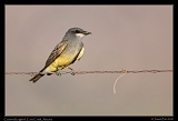  Cassin's Kingbird � Janet Zinn