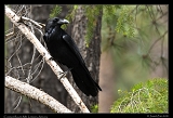  Common Raven � Janet Zinn