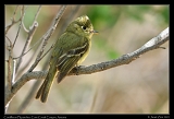  Cordilleran Flycatcher � Janet Zinn