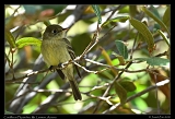  Cordilleran Flycatcher � Janet Zinn