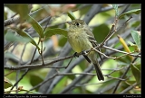  Cordilleran Flycatcher � Janet Zinn