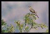  Crissal Thrasher � Janet Zinn