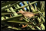  Curve-billed Thrasher � Janet Zinn