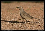  Curve-billed Thrasher � Janet Zinn