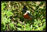  Elegant Trogon � Janet Zinn