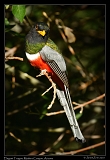  Elegant Trogon � Janet Zinn