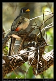  Elegant Trogon (female) � Janet Zinn
