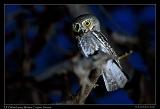  Elf owl with prey � Janet Zinn