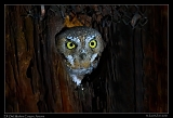  Elf Owl � Janet Zinn